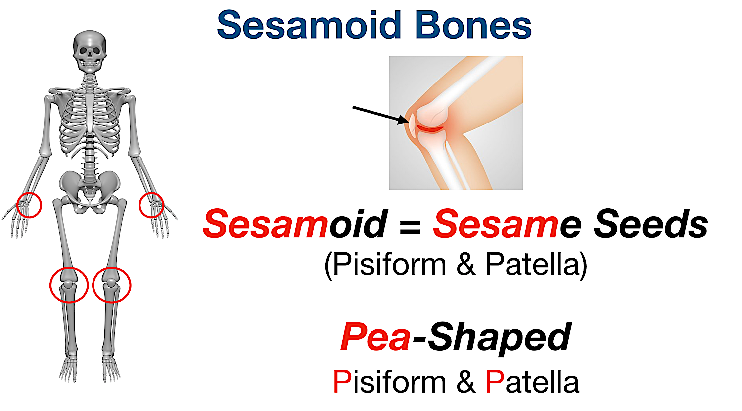 Types of Bones in the Human Body Skeletal System Labeled Diagram